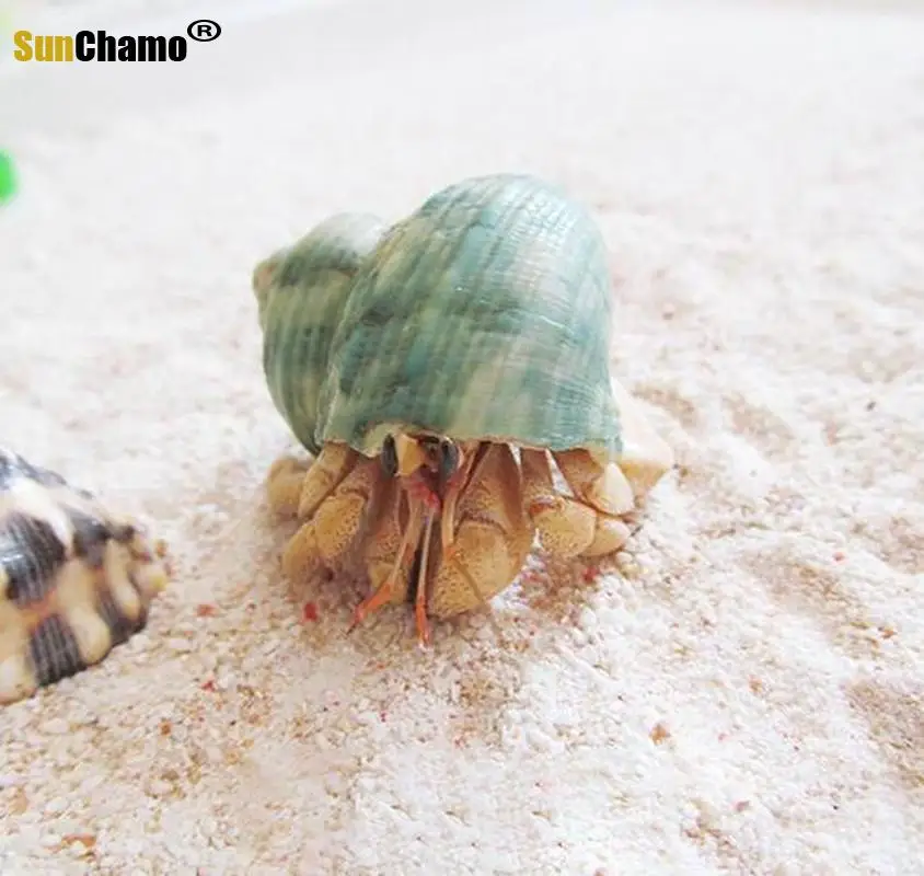 Спиральный корпус аквариум для рыб Crabs украшение аквариума натуральный раковины