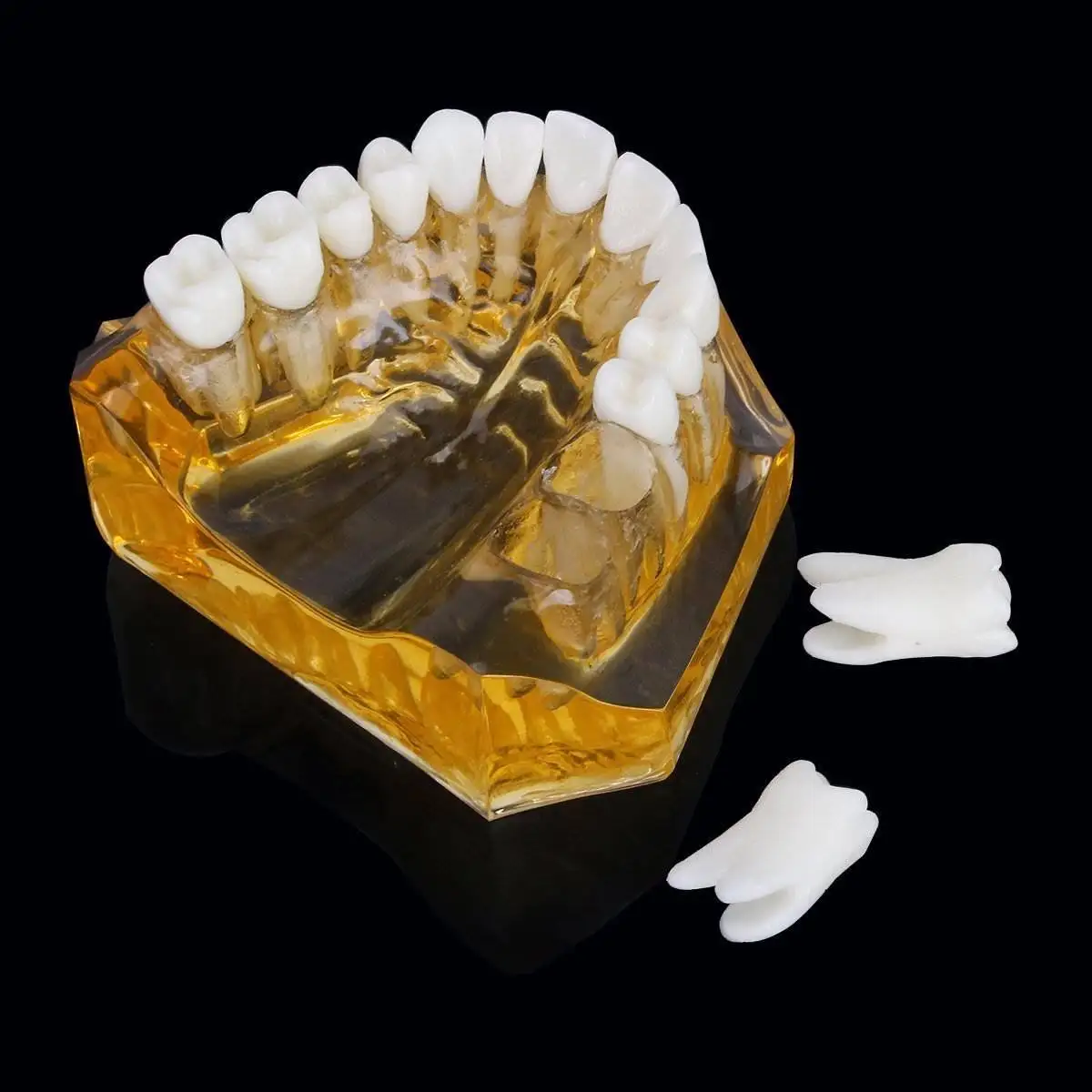 Стоматологическая съемная модель зубов для взрослых Typodont дантиста | Красота и