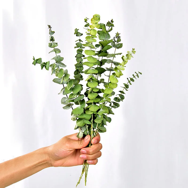 10 шт. натуральные листья эвкалипта настоящие растения Свадебный декор стебли