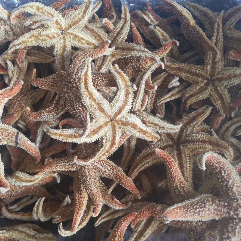 5 шт. натуральная морская звезда шипы Морская звезда высушенные особи Бэйдайхэ оболочки Средиземноморский Стиль Свадебные украшения