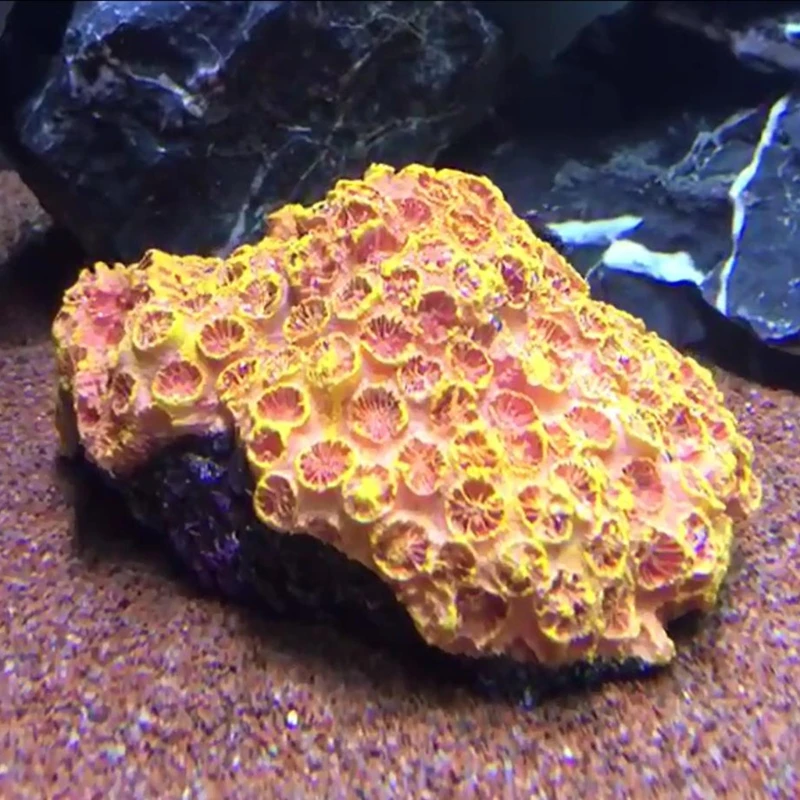 

Artificial Aquarium Coral Ornaments Resin Betta Fish Hide Cave Shrimp Hideouts Fish Tank Landscape Aquatic Plants Decoration