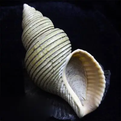 

10.34cm Jomon Whelk/Original Belt Cover Natural Rare Conch Collection Home Decoration