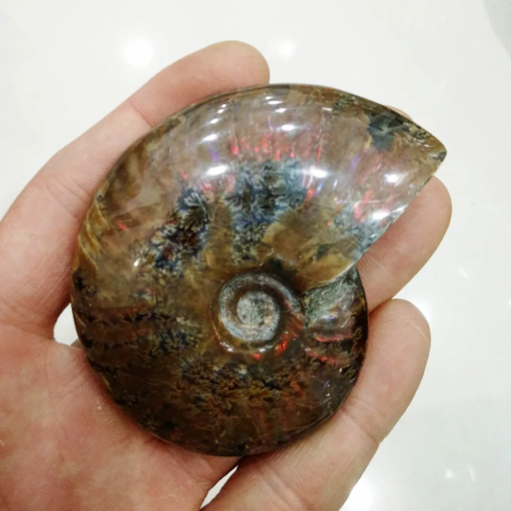 3-4 см пятнистая Улитка Fossil орнаменты естественный Радужный аммолитовый фасетный