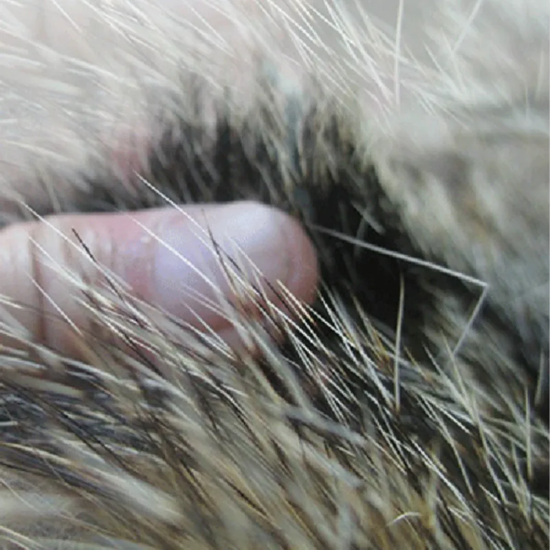 Кисть для каллиграфии из камня барсука волос 5 шт. обычная кисть рисования