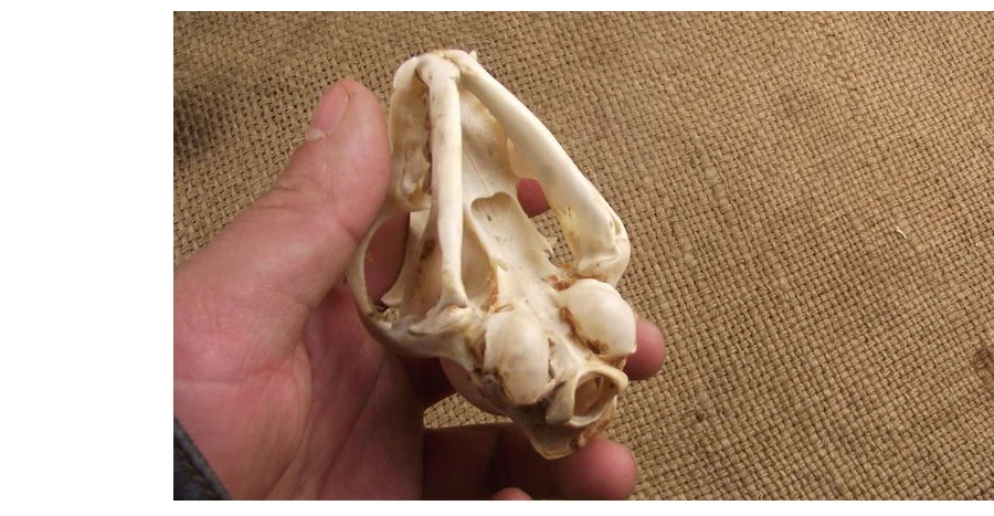 Aqumotic Cat Bones декор 1 шт. животное кошка череп настоящая кость здоровье зубы стоматологические естественные высушенные хороший декорация дом с привидениями