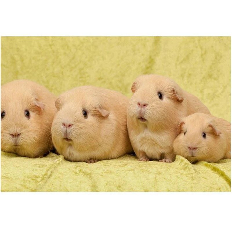 

5d Diy Diamond Painting Cross Stitch Guinea pig,four baby, Diamond Embroidery Full Square Diamond Mosaic sale home decor BY652