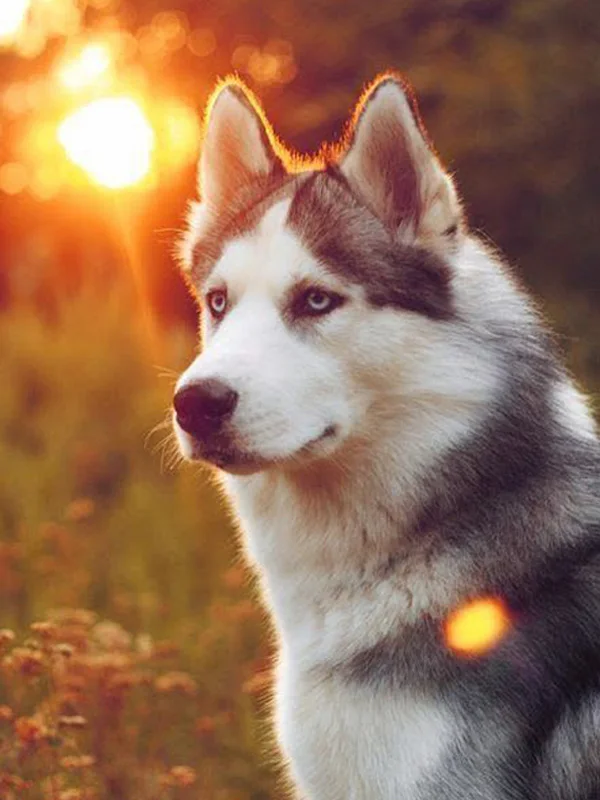 12 5d Животные Собака серия Diy Алмазная картина Huskies Алмазная вышивка Собаки Полный Круглый Diy Алмазная мозаика наклейки на стену рукоделие - Цвет: 12