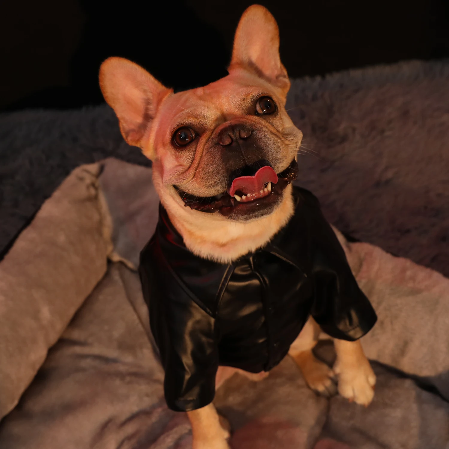 Hoopet Autumn Winter Clothing For Dogs Fashion Ropa Perro French Bulldog Jacke Handsome Leather Clothes Pet Dog Suppliers | Дом и сад