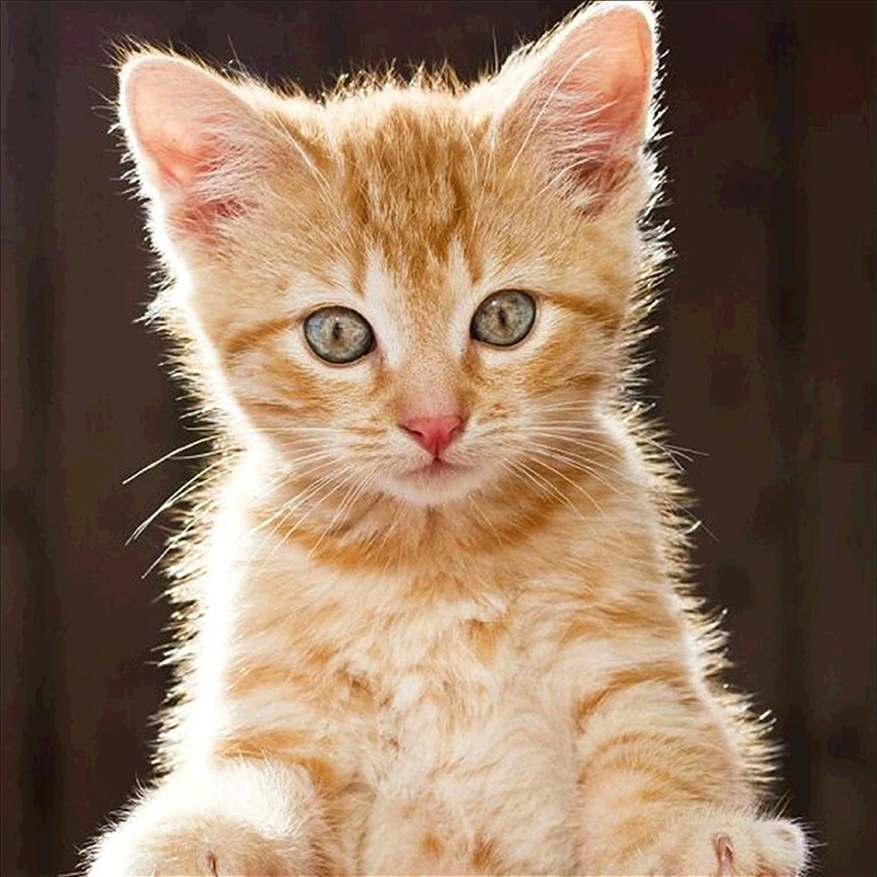 Настенная мозаика животное кошка собака с тигром для домашнего декора подарок 3D