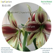 13 Ngryise 5 шт. набор Hippeastrum rutilum Amaryllis - Цвет: 13