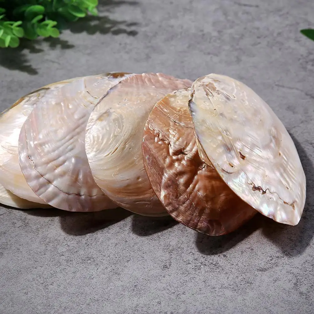 

Natural Abalone Shell Large Sea Shells Nautical Home Soap Tank Aquarium Dish Landscape DIY Wedding Fish Decor Decor V6M8