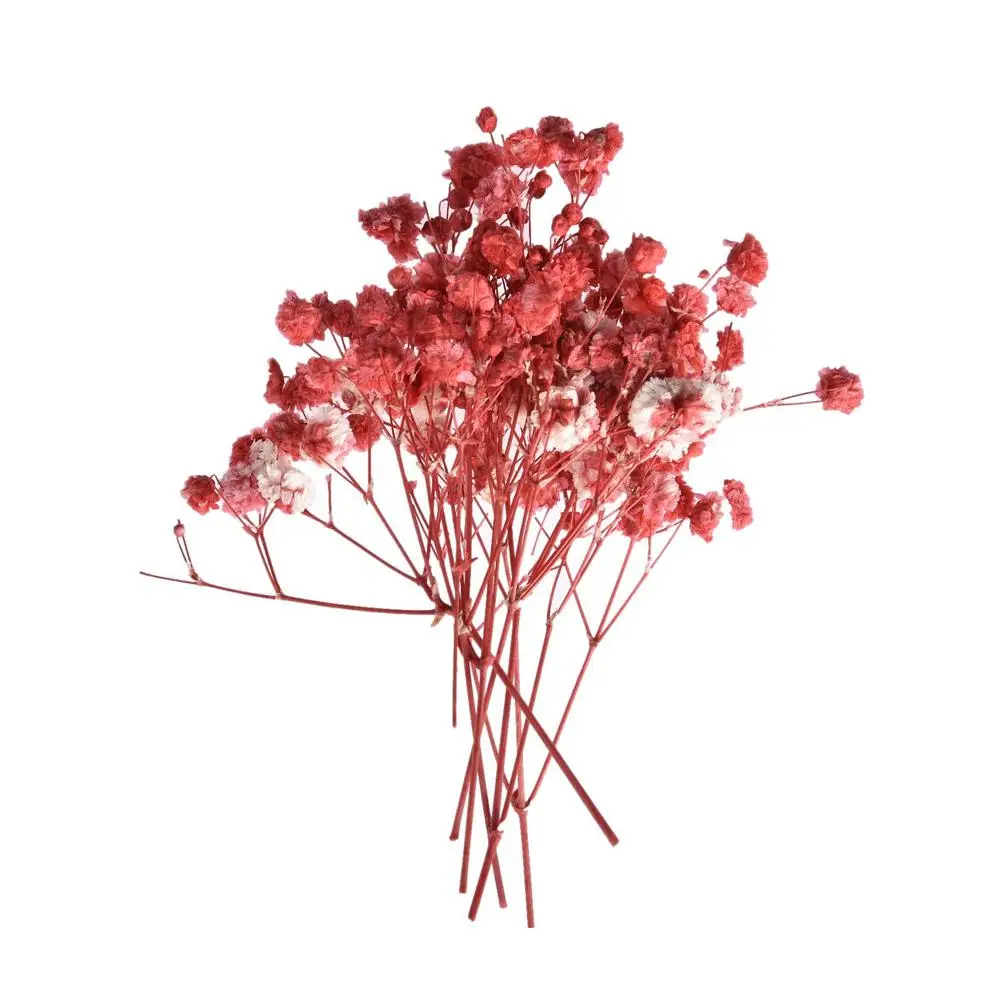 

Multi-color Dried Flowers Natural Dried Flowers Pressed DIY Dry Herbs Plants Living Room Decoration Resin Decor Best Gifts & Box