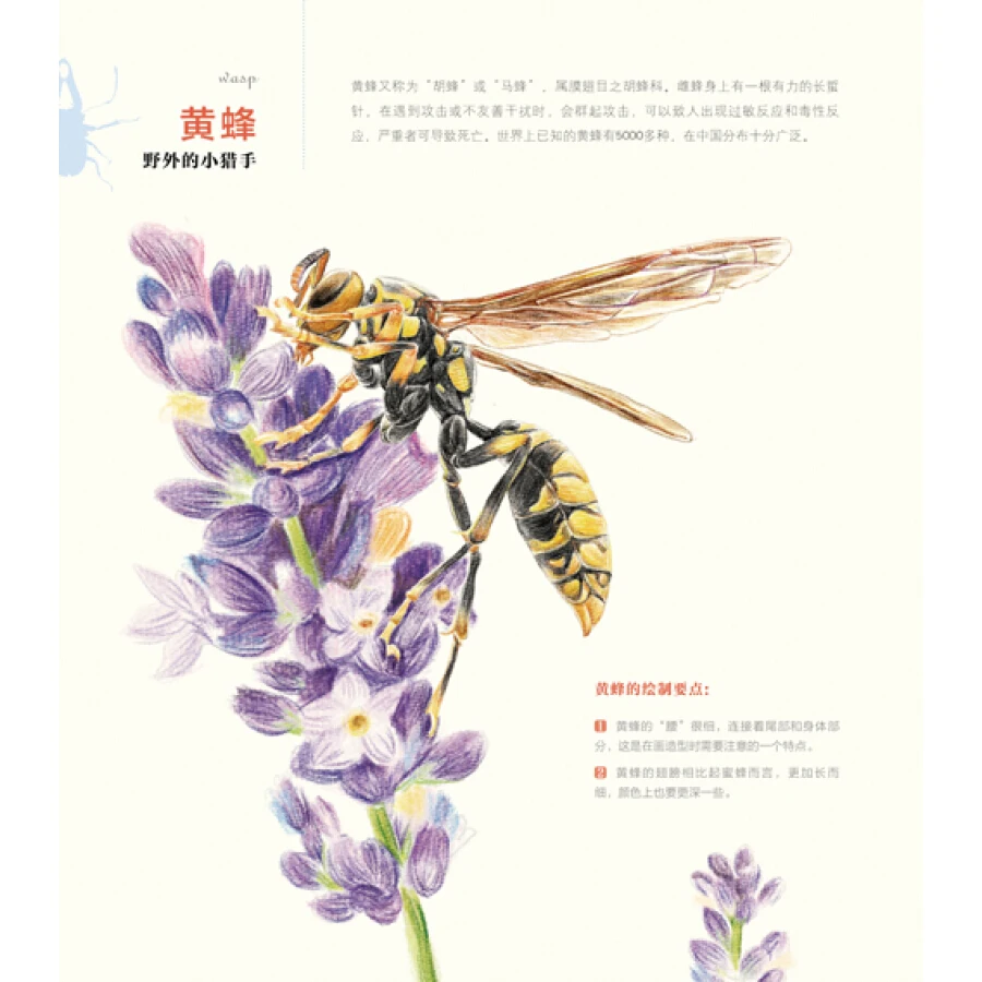 Книга с изображением насекомых: искусство 30 замечательных насекомых | Канцтовары