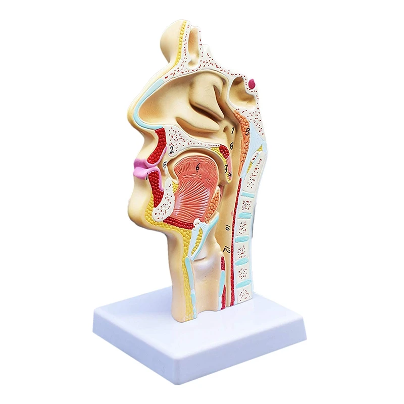 

Человеческая анатомическая носовая полость, модель анатомии горла для научных классов, учебы, демонстрационная модель для обучения