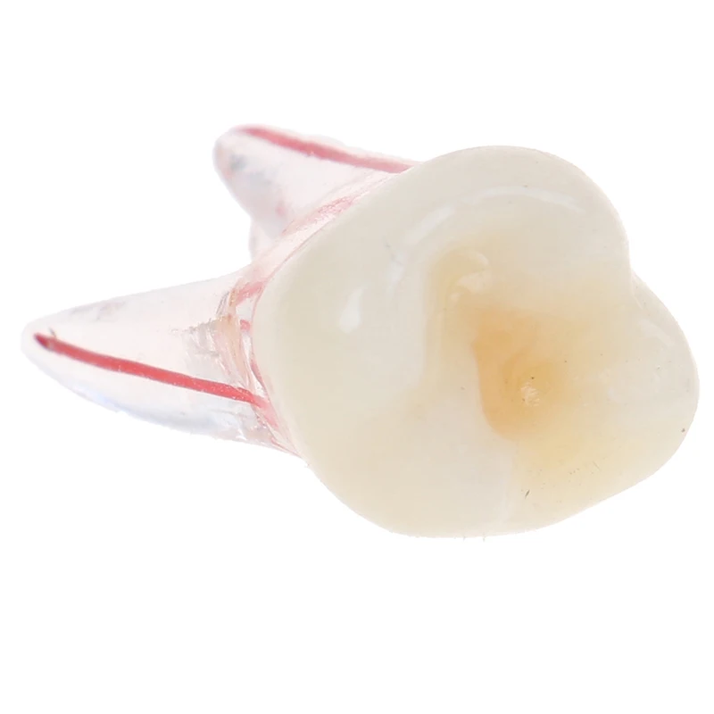 1 шт. 1:1 смола стоматологический эндододонтик Студенческая Модель для обучения с