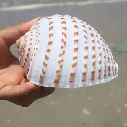 Точек огней Улитка природный раковины больших Рыбный бак рулон моллюсков