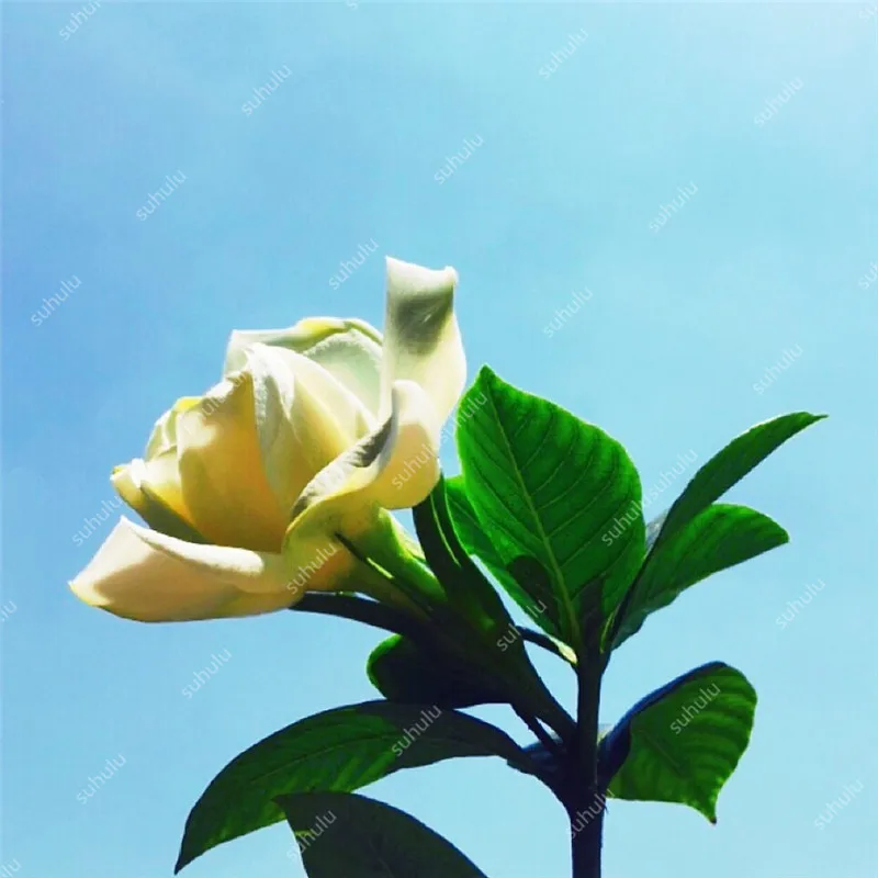 100 шт Искусственный Жасмин | Дом и сад