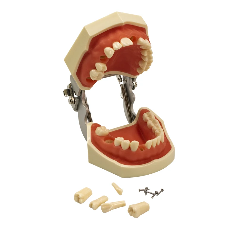 

Removable Dental model Teeth model gum teeth Teaching Model Standard Dental Typodont Model Demonstration With Removable Tooth