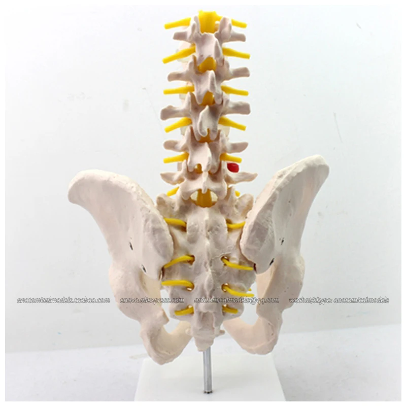 CMAM/12342 таза L1-L5 поясничная позвоночника Пластик медицинский модели анатомическая