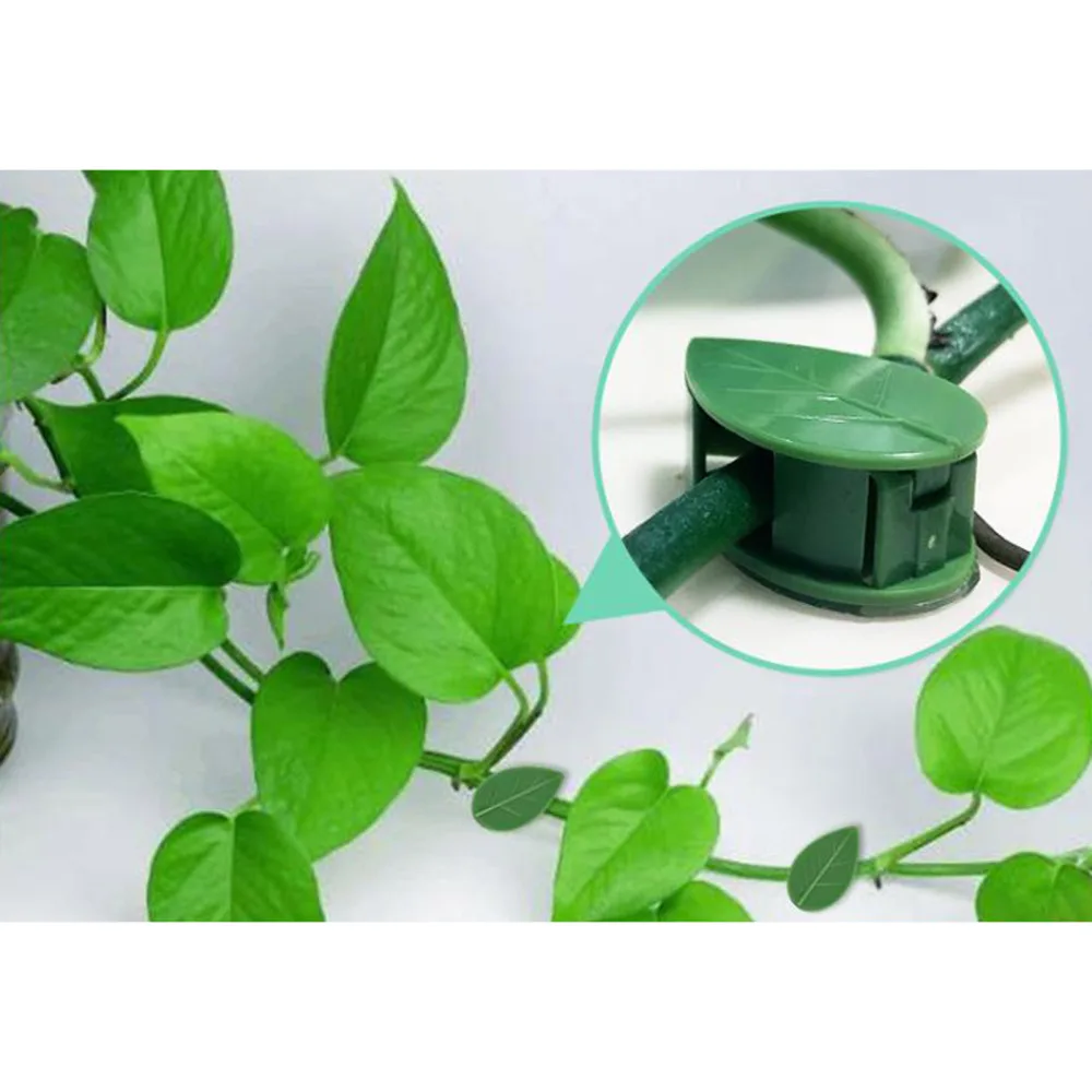 

Fixture Clips Vine Support Flowers Multifunction Invisible Durable Supporting Stems Vines High Quality 50pcs Rattan Fixer Sticky