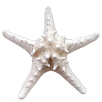 1pcs 18 20cm size natural white conch sea shell white starfish shell for home decoration or gift