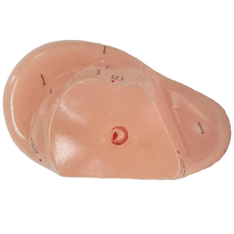 Английская версия ушных иглоукалывания модель ушной раковины точки акупунктуры