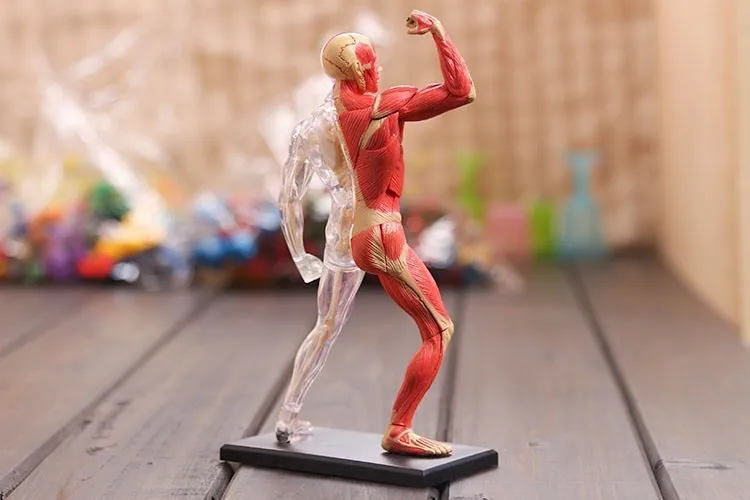 4D собранная модель анатомии человеческой мышцы анатомическая для медиков