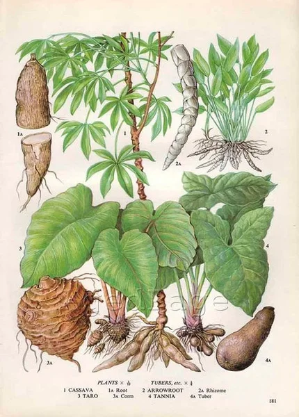 

Vintage Cassava Taro Plants Corm Tubers Arrowroot Tannia Metal Tin Sign 8x12 Inch