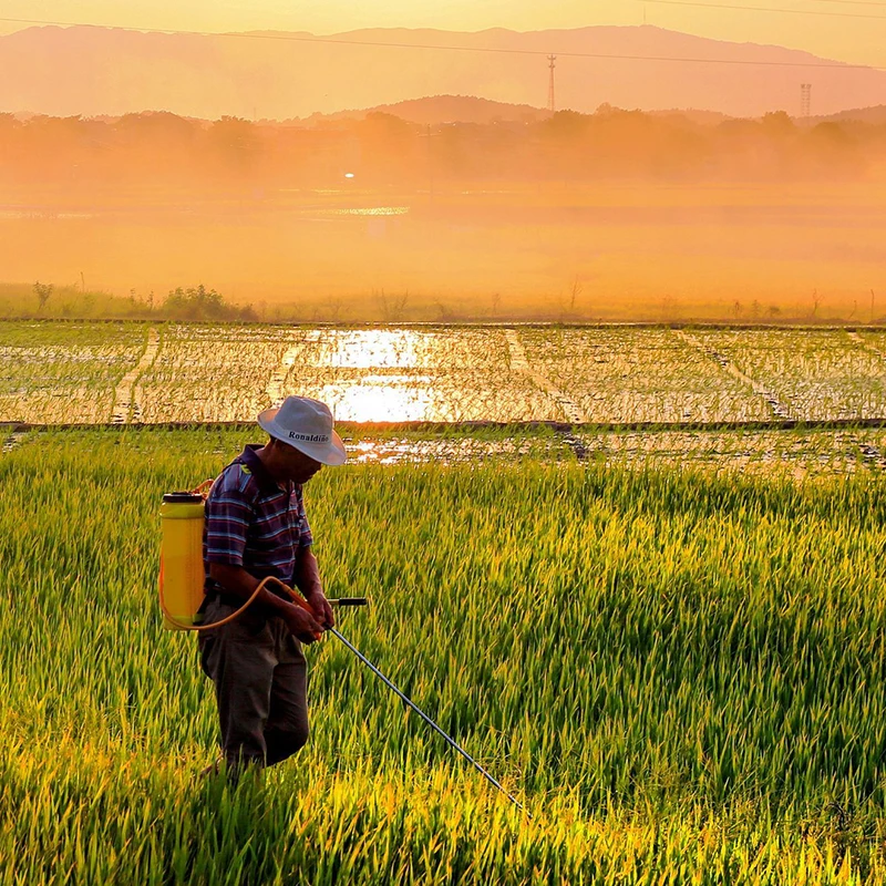 Карбендазим луковицы бонсай гормон роста растений лекарственные препараты