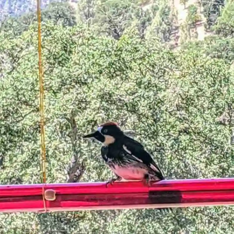 

50cm Poratble Hanging Long Tube Red Bird Feeder Transparent Pipe Hummingbird Feeder With Hole Birds Feeding Garden Outdoor Yard