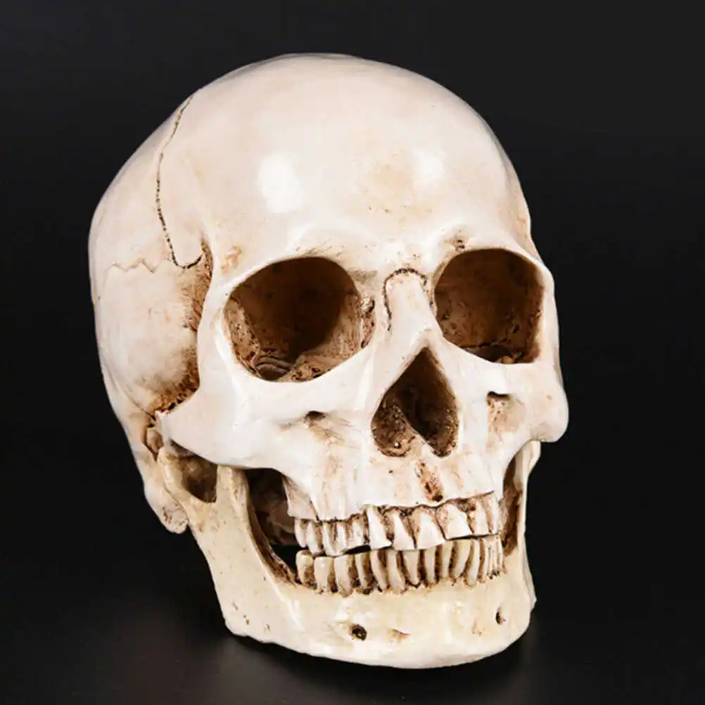 

Simulation Resin Lifesize 1:1 Human Skull Model Anatomical Tracing Teaching Skeleton Halloween Decoration Statue
