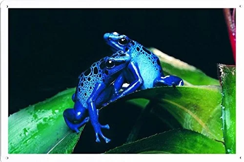 

World Animal Poster - Frog Tin Sign