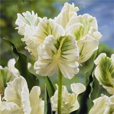 Фиолетовый 100pcs Tulip flores White Blue Purple mixed color Flower plantas bonsai flower plante colorful plants for home garden - Цвет: Фиолетовый