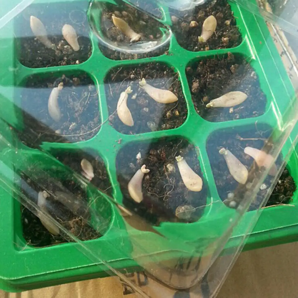 Горшочки для сеялки садоводство гидропонная система 12 Ячеек|Детские горшки| |