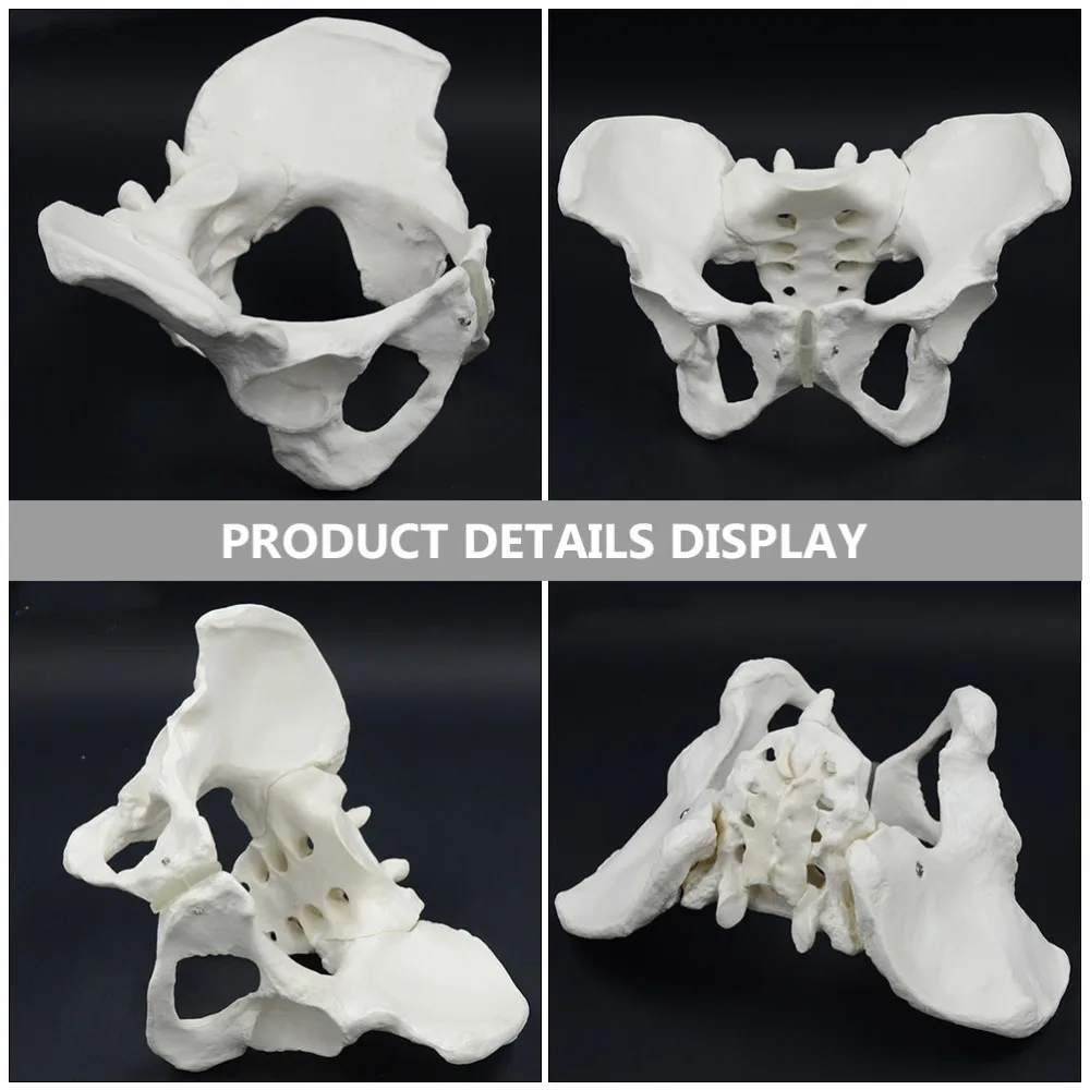 1 шт. модель тазовой анатомии конструкции женская тазового бедра для обучения| |