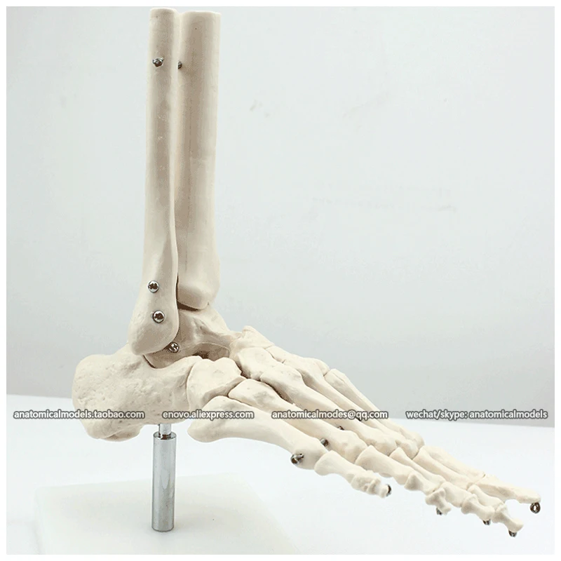 

12347 / Life-Size Foot Joint Ankle Skeleton Model , Medical Science Educational Teaching Anatomical Models