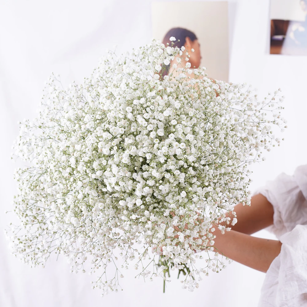 

Natural Fresh Dried Preserved Flowers Gypsophila Paniculata Baby Breath Flower Bouquets Gift Wedding Party Home Dekoration 2021