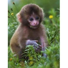 Алмазная живопись, квадратнаякруглая Алмазная 5D картина сделай сам с животными, лес, обезьяна, красивые картины, вышивка крестом, мозаичный Декор TX926