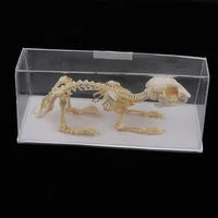 rabbit skeleton specimen animal bone model for pupil biological knowledge learning aid