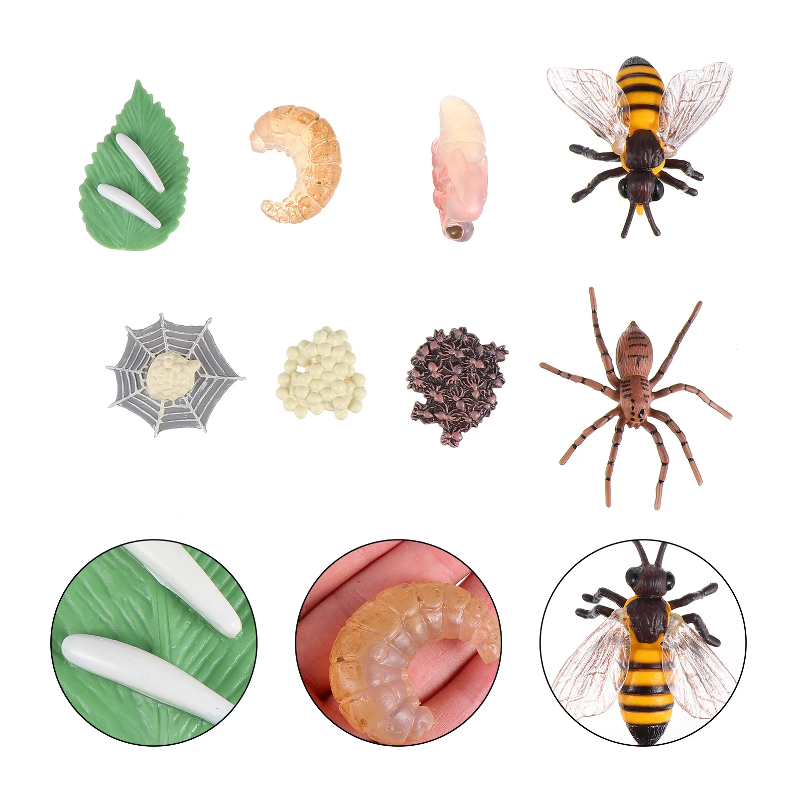 

8Pcs Simulation Insect Growth Insect Display Models Ornament for Children