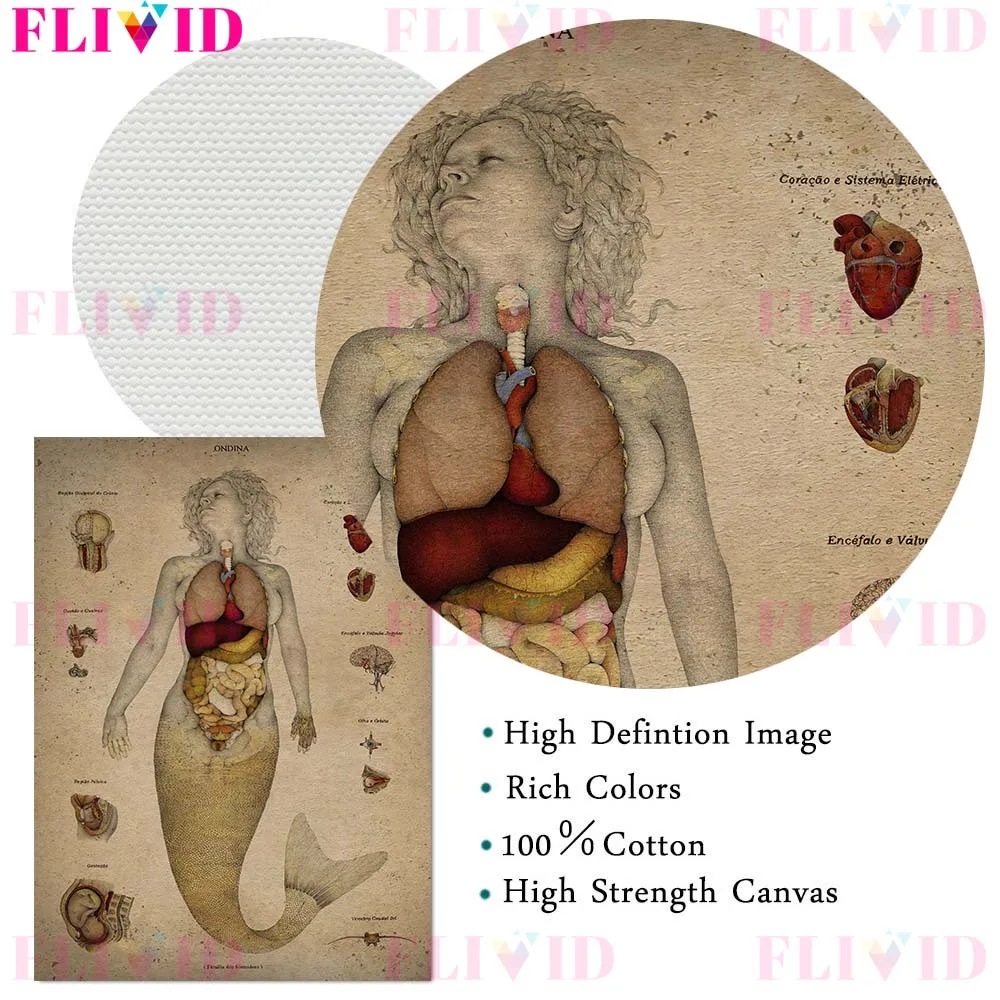 Mermaid Reproductive Anatomy