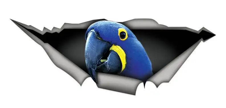

2021 Hyacinth Macaw car decal, funny car sticker, parrot decal, bird decal, Hyacinth Macaw sticker