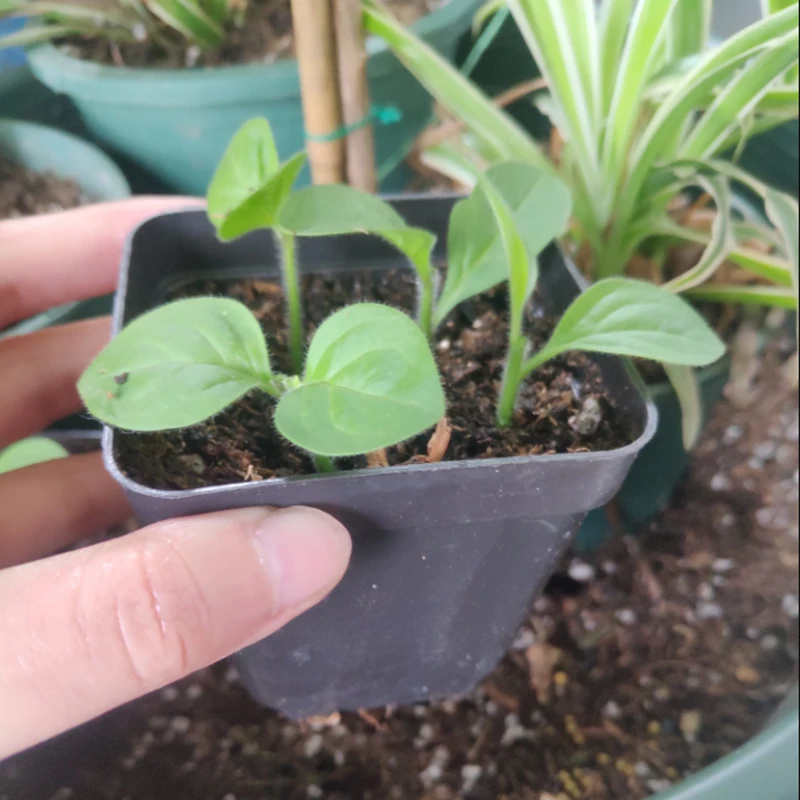 

7cm Small black square flowerpot plastic thickened fleshy pot flower cutting seedlings leaf cutting planting seedling pots