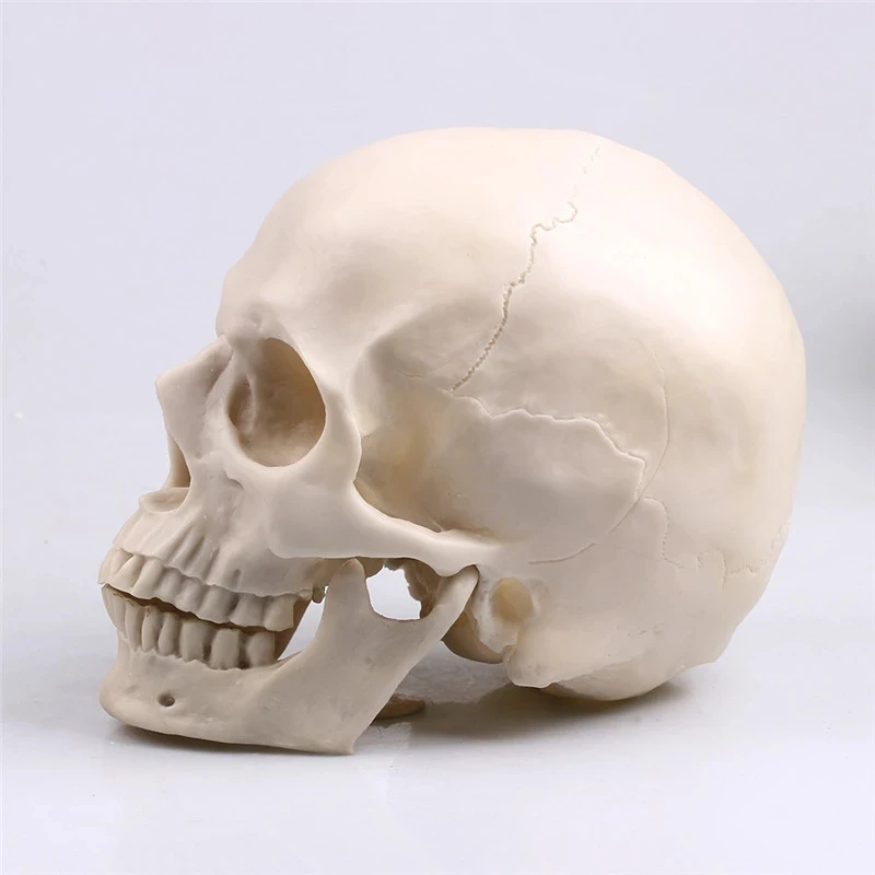 

[MGT] Human skull statue sculpture Halloween decoration resin craft painting medical prop bar counter home decoration