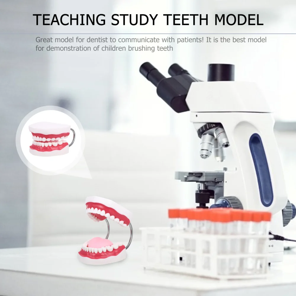 

1 Set Standard Teeth Model Tooth Brushing Model Typodont Demonstration