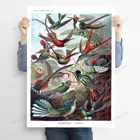 Постер koliустройства, принт Эрнста Haeckel, трохилидные, колибри, постер с птицами, винтажная иллюстрация птиц, моделирование