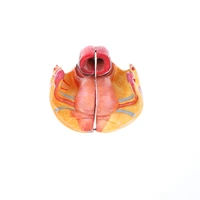 anatomical female pelvis model with floor muscles vessels blood nerves for classroom study lab supplies