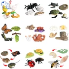 Моделирование, цикл роста насекомых, модель животного, Бабочка, пчела, божья коровка, экшн-фигурка, миниатюрные обучающие игрушки для детей, класс