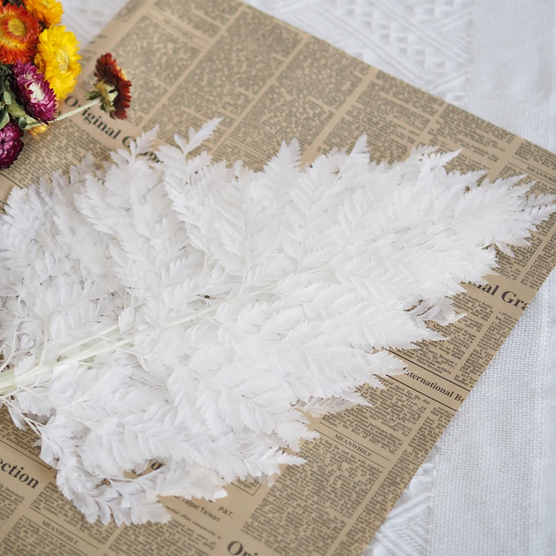 

New Arrival Sale 10pcs/ 25*40CM Natural Fresh Preserved Fiddlehead Ferns Eternelle Flower Leaves For Home Decoration