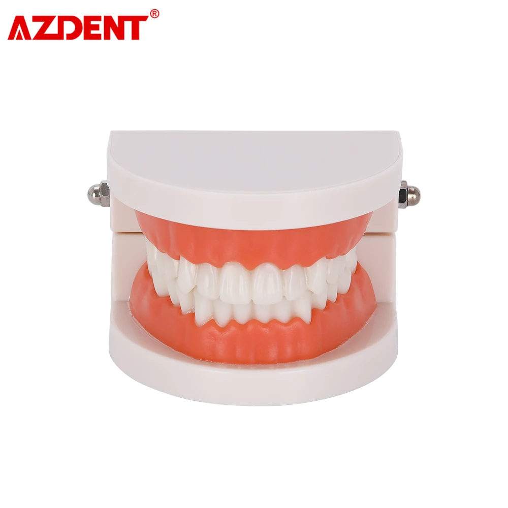 1: 1 Стандартный зубная литейная форма Стоматологическая модель зубов ПВХ